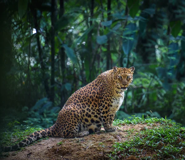 Pregnant jaguar female — Stock Photo, Image