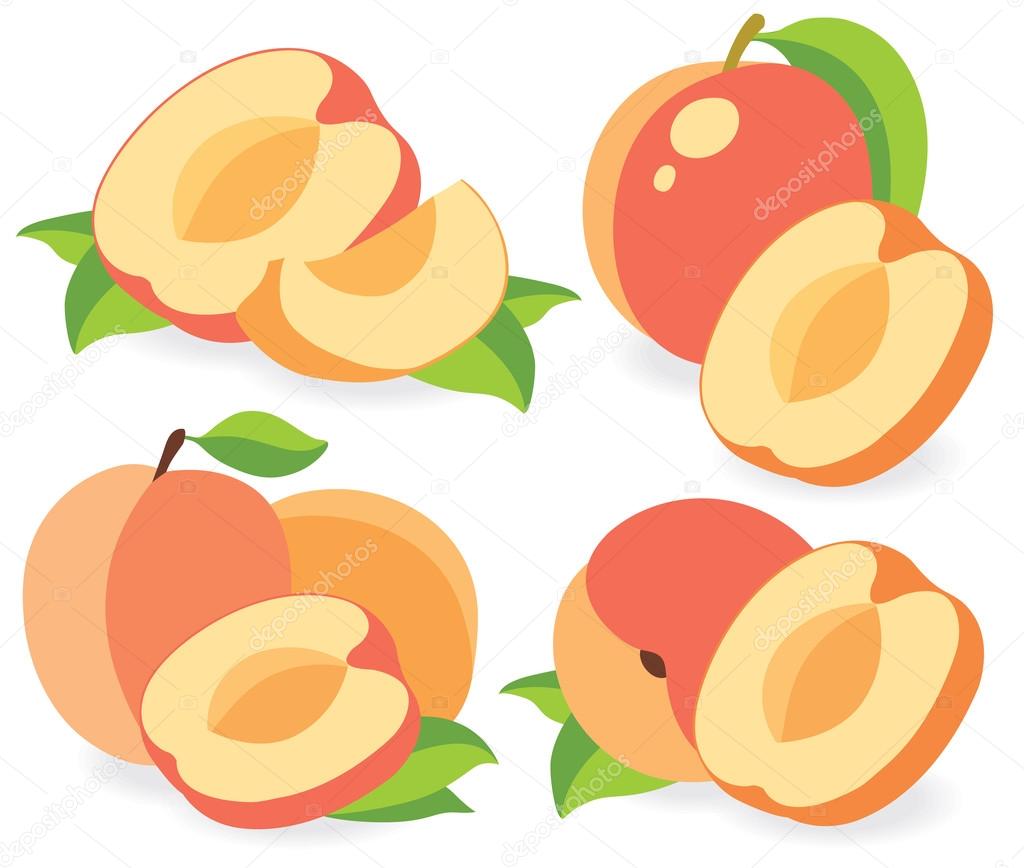 Apricots or peaches vector illustration
