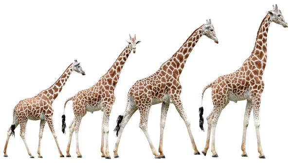 Збірка ізольованих жирафів в різних позах — стокове фото