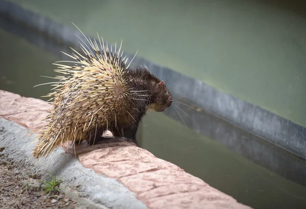 Porquinho junto à piscina de água — Fotografia de Stock