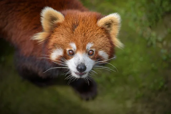 Vértes portréja vörös panda — Stock Fotó