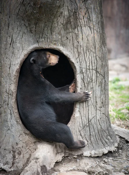 Малайзійський НД ведмідь — стокове фото