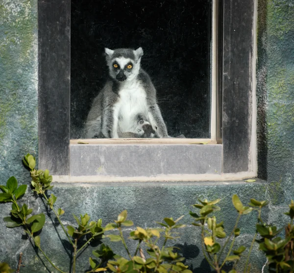 Kurioser Ringelschwanzlemu — Stockfoto