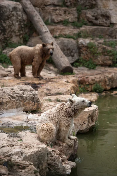 Сирійський бурі ведмеді, відпочиваючи на лавці річка — стокове фото