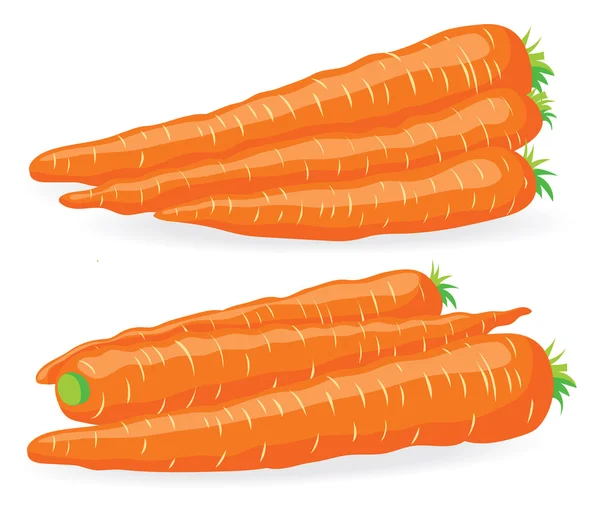 Two heaps of fresh carrot — Stock Vector