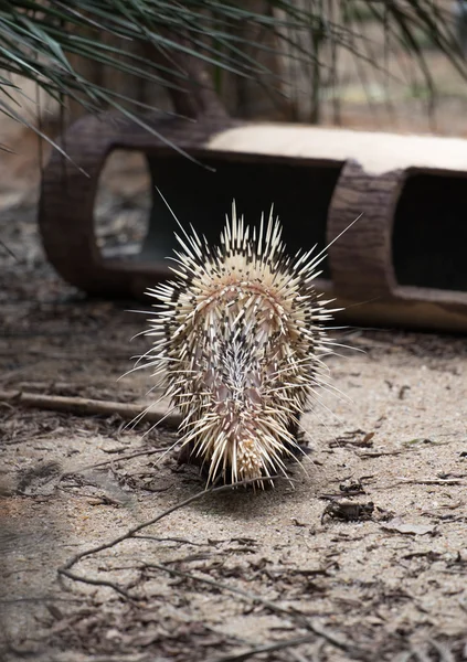 Stachelschwein Rückansicht — Stockfoto