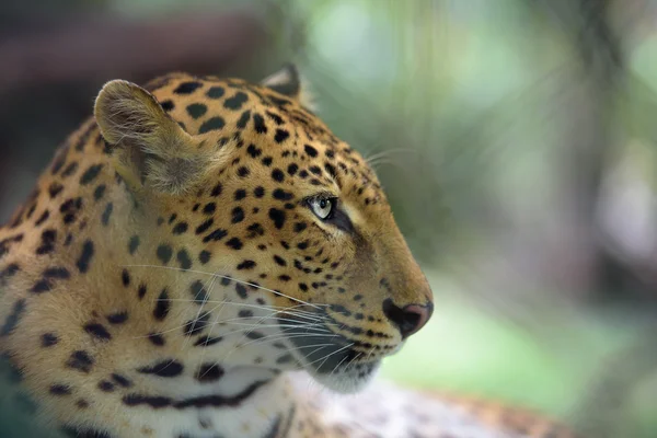 Closeup portrait of jaguar — Stock Photo, Image