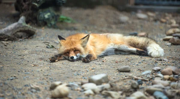 Червона лисиця лежить спить на землі — стокове фото