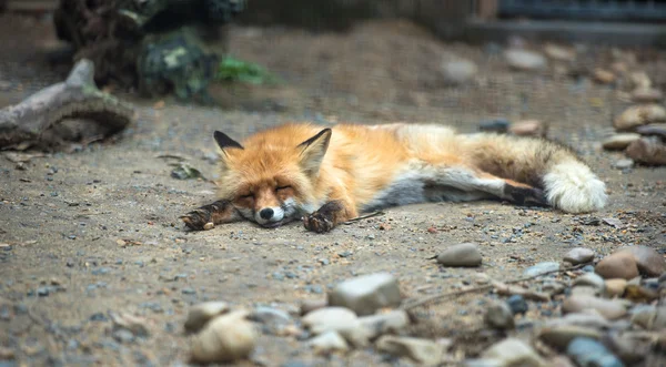 Rotfuchs liegt schlafend auf dem Boden — Stockfoto