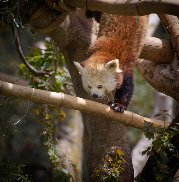 Red panda bir ağaca tırmanmak — Stok fotoğraf