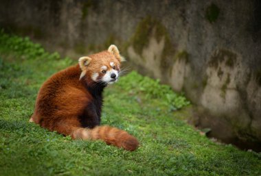 Kırmızı bir duvar dibinde oturan panda