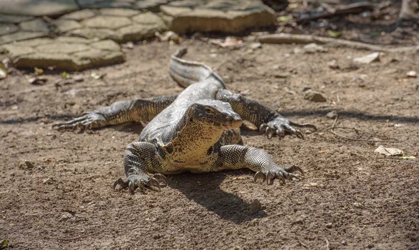 Aziatische watermonitor — Stockfoto