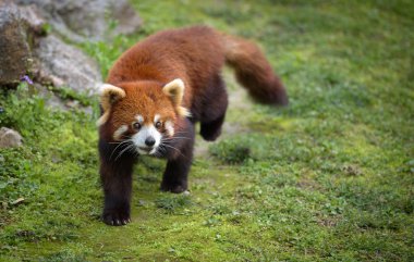Red panda yürüyüşe
