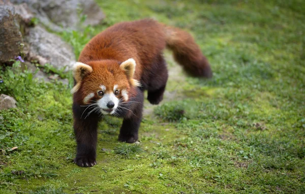 Red panda yürüyüşe — Stok fotoğraf