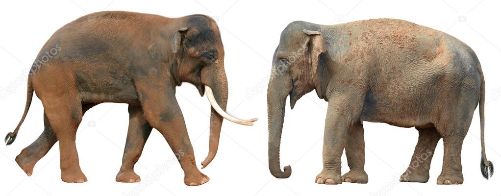 Indian elephants isolated