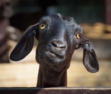 Black goat closeup clipart