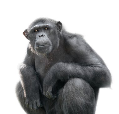 Chimpanzee looking with attention clipart