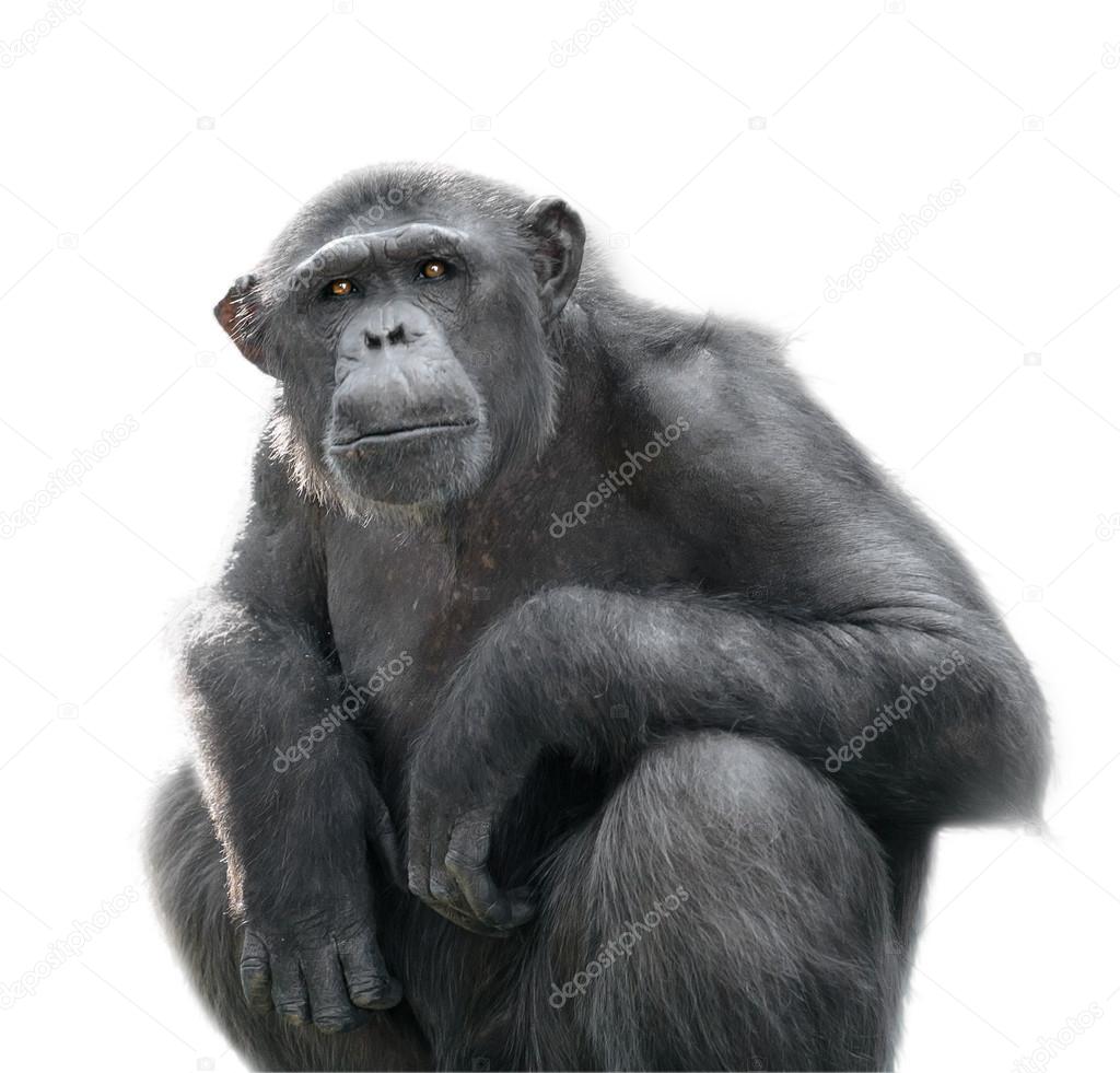 Chimpanzee looking with attention