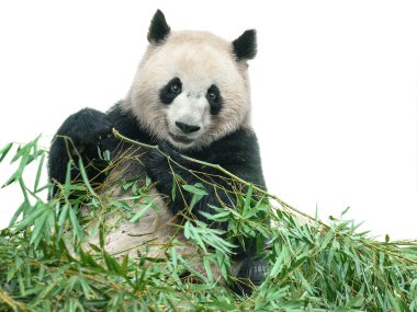 panda bambu yaprakları yiyor