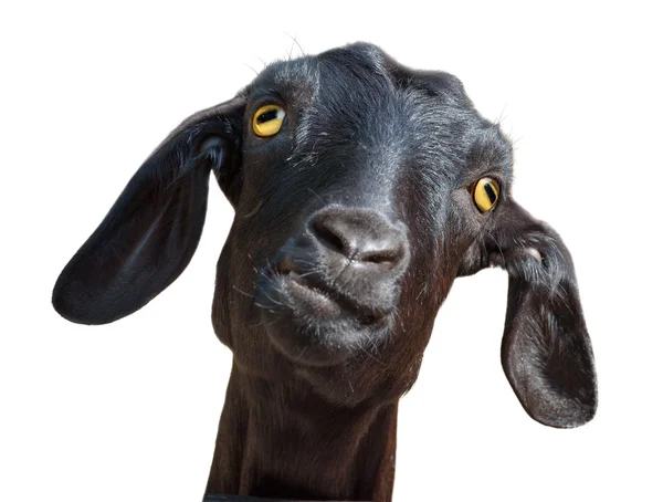 Черная коза изолирована на белом — стоковое фото