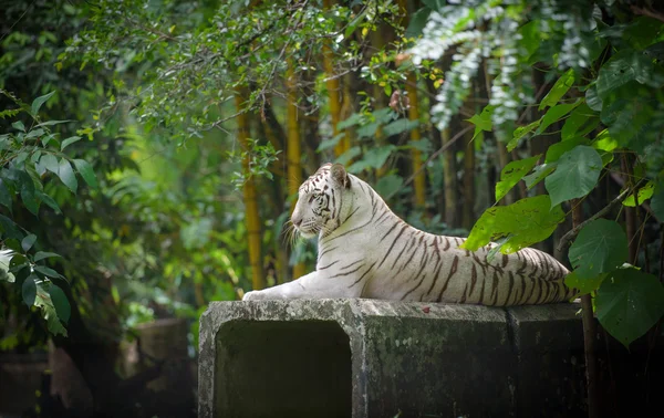 Weißer bengalischer Tiger — Stockfoto