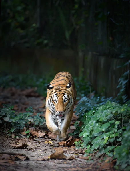 Malaj tiger på en promenad — Stockfoto