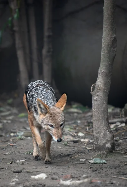 Black-backed jackal — Stock Photo, Image