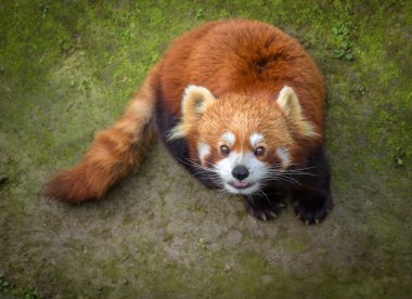 Red panda ararken