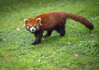 Red panda kameraya benziyor