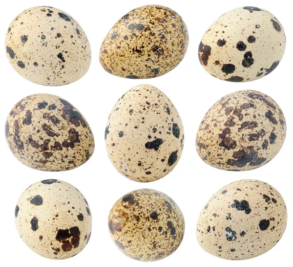 Raccolta di uova di quaglia isolate — Foto Stock