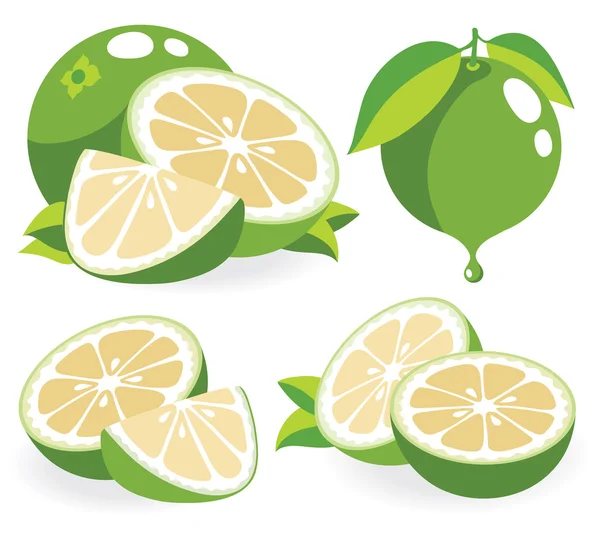 White grapefruits vector illustrations — Stock Vector