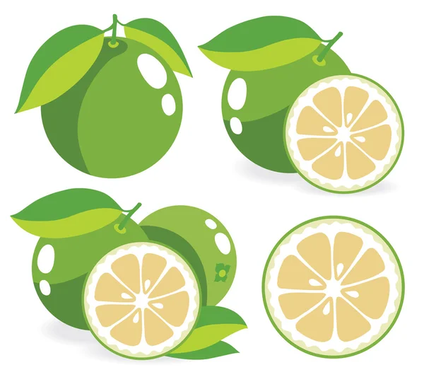 Ilustraciones vectoriales de pomelos blancos — Vector de stock