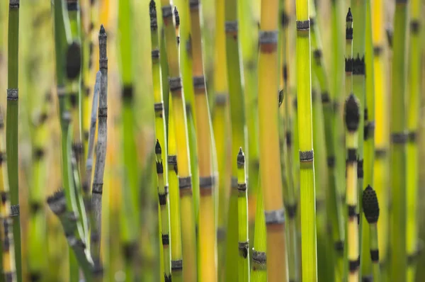 Nature plant background — Stock Photo, Image