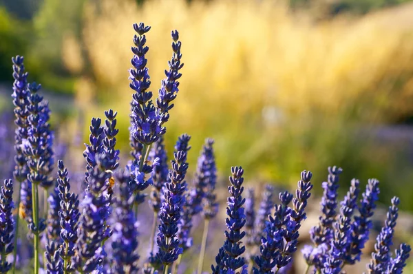 Lavendel växter i blom — Stockfoto