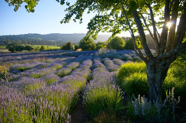 Lavendel trädgård i blom — Stockfoto