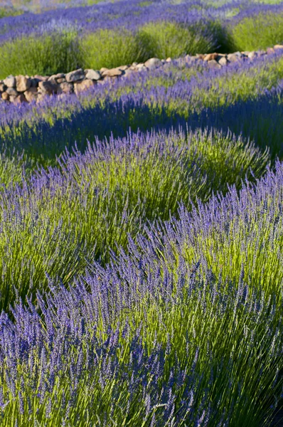 Lavendel trädgård i blom — Stockfoto