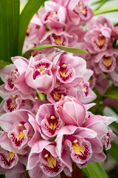 Vacker Grupp Rosa Orkidéer Blom Vår — Stockfoto