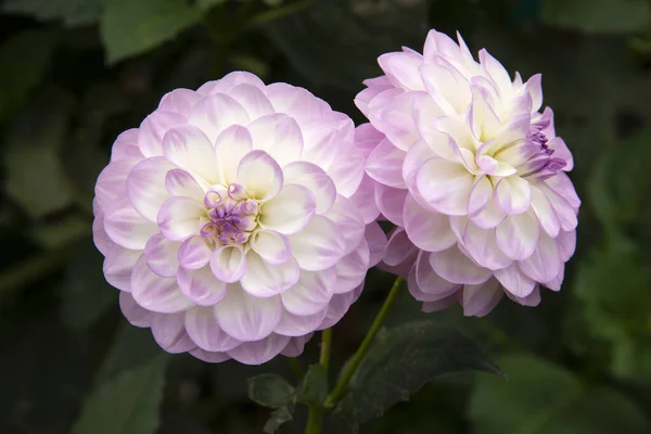 Twee Perfecte Roze Witte Dahlia Bloemen Tegen Donkergroene Achtergrond — Stockfoto