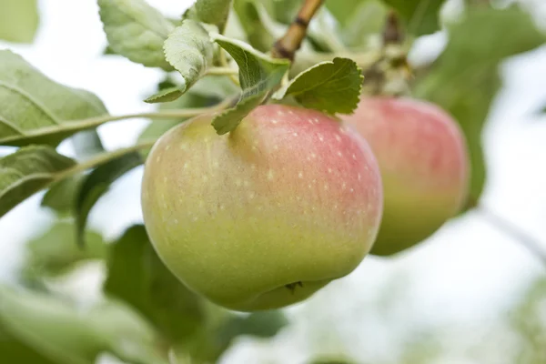 Apples growing in the tree — Stock Photo, Image