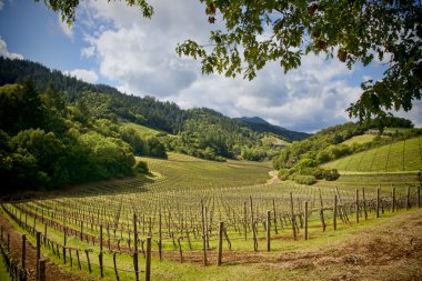 Napa Valley vinyards clipart