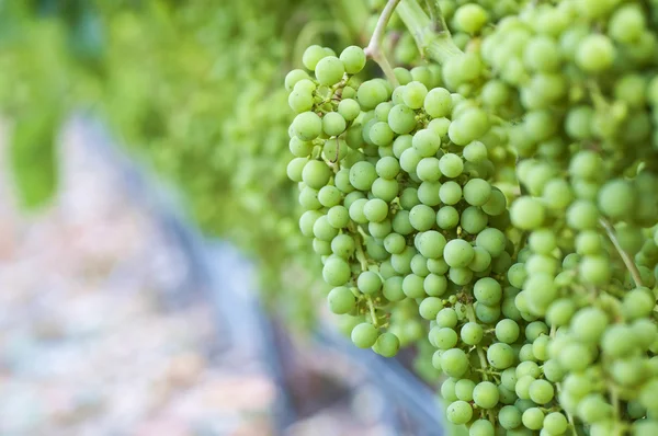 Aglomerados de uvas de vinho — Fotografia de Stock