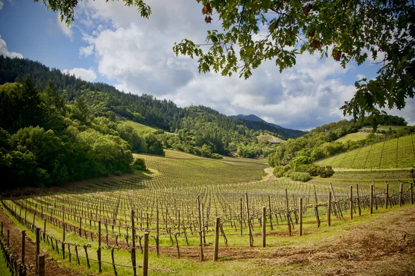 Napa Valley winnic — Zdjęcie stockowe