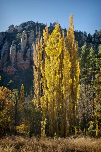 Fall colors, Sedona Arizona — Stock Photo, Image