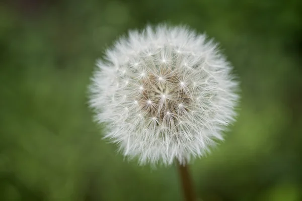 Löwenzahnblüte — Stockfoto