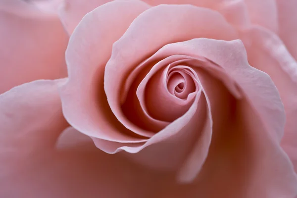 Rose rose — Photo