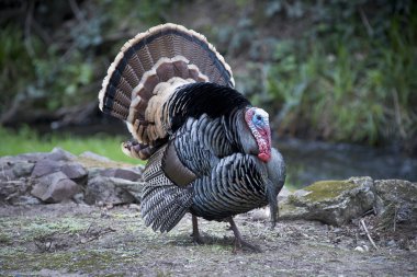 Wild Türkiye