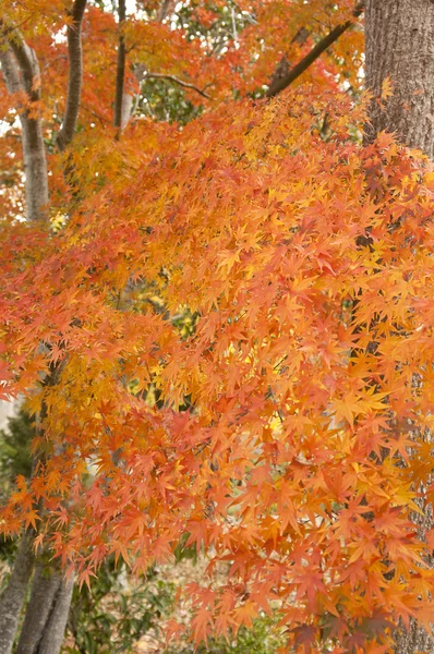 Japanse esdoorn in de herfst — Stockfoto