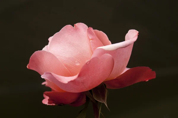गुलाबी गुलाब फूल — स्टॉक फ़ोटो, इमेज