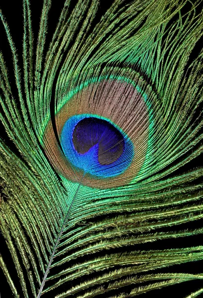 Feather of a peacock on a black background — Stock Photo, Image