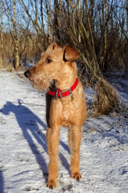 Belgili tanımlık İrlandalı korkunç yolda 